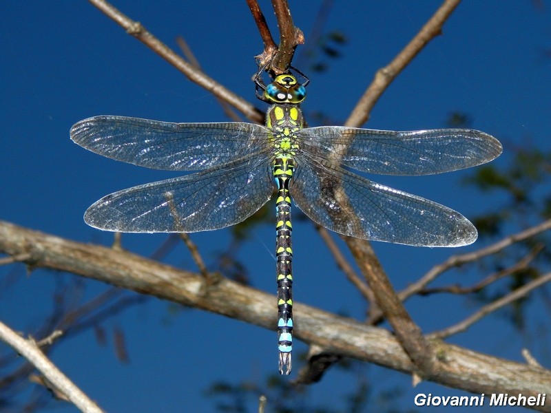 Aeshna cyanea